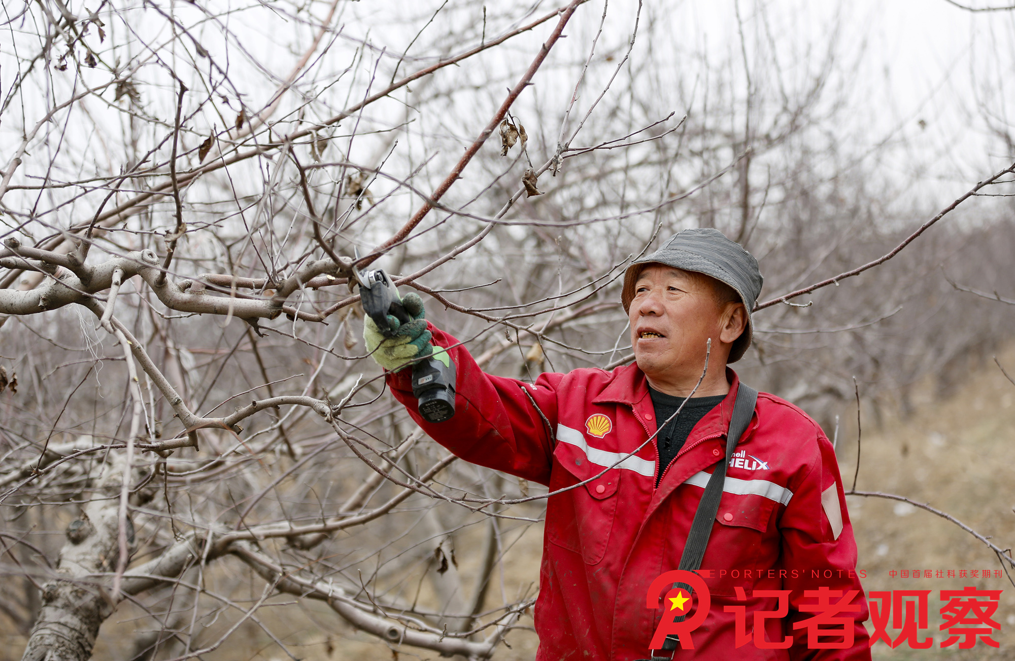 2024年3月13日，在山西省临汾市襄汾县新城镇南村，果农正在对果园开展春剪作业。