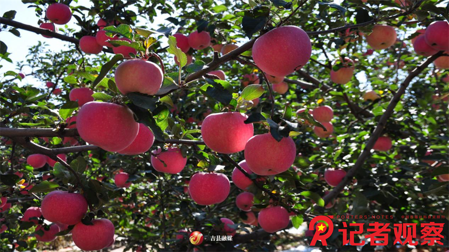 图片4吉县苹果