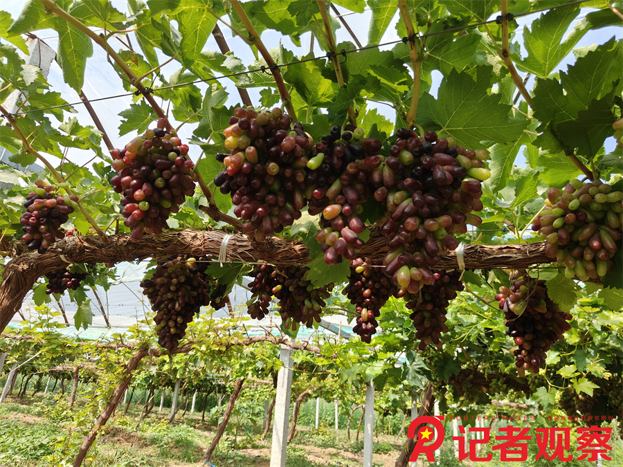 微信图片_20250805174900