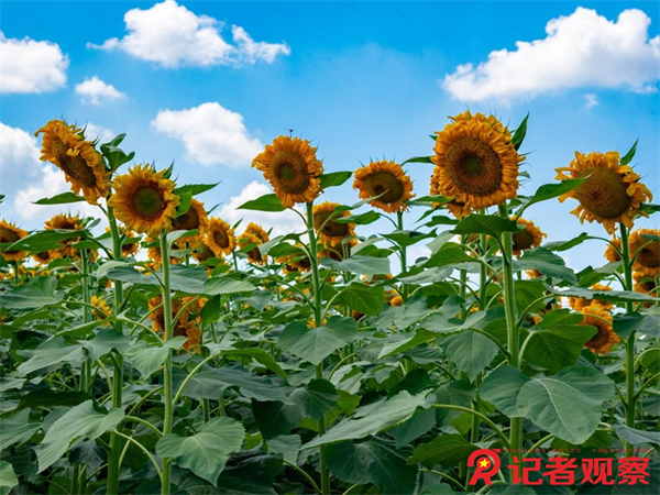 图片20 图片20