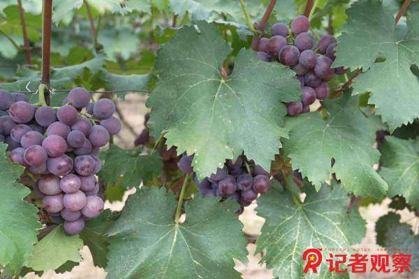 图片1 图片1